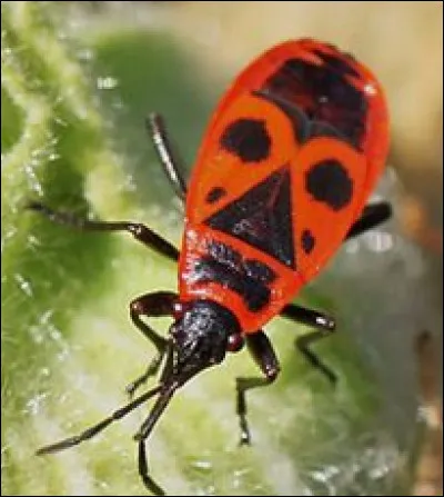 Quel est cet insecte ?