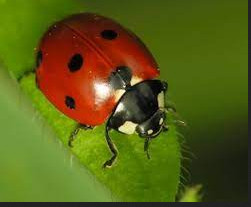 Quiz Insectes