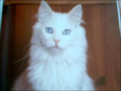 Quelle est cette race ?