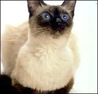 Quelle est cette race ?