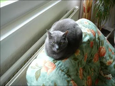 Quelle est cette race ?