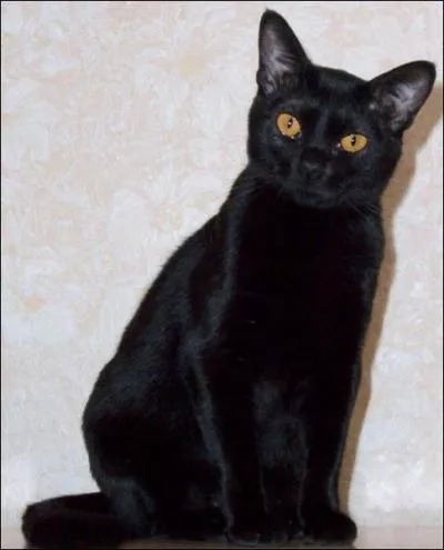 Quelle est cette race ?