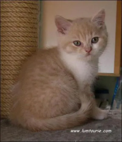 Quelle est cette race ?