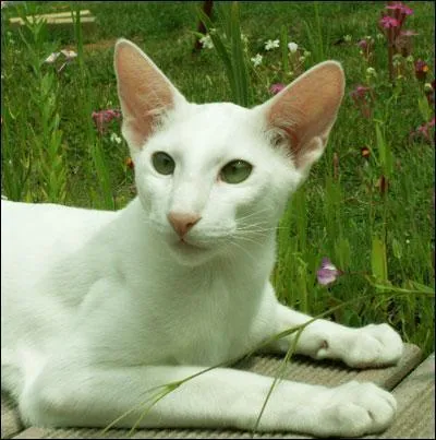 Quelle est cette race ?