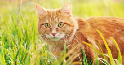 Qu'est-ce que c'est ?