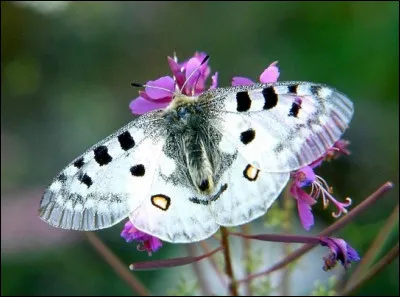 De quelle espèce est ce papillon ?