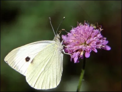 Connais-tu le nom de celui-ci ?