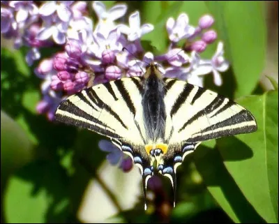 Reconnais-tu ce papillon ?