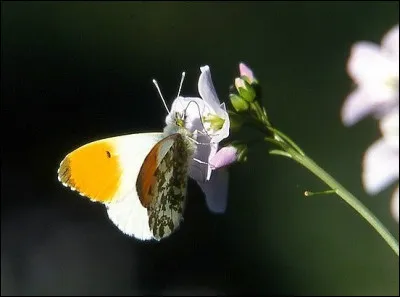 Et lui, connais-tu son nom ?