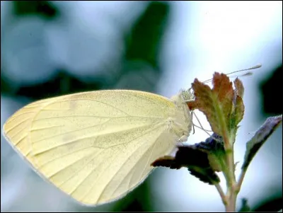 Comment se nomme ce papillon ?