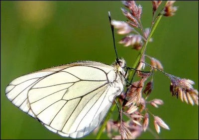 Et celui-ci est un :
