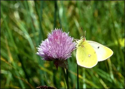 Retrouve l'espèce de ce papillon.