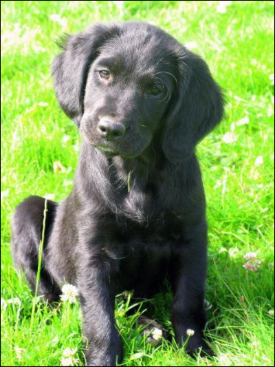 Quelle est cette race ?