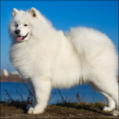 Quelle est cette race ?