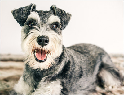 Quelle est cette race ?