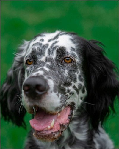 Quelle est cette race ?