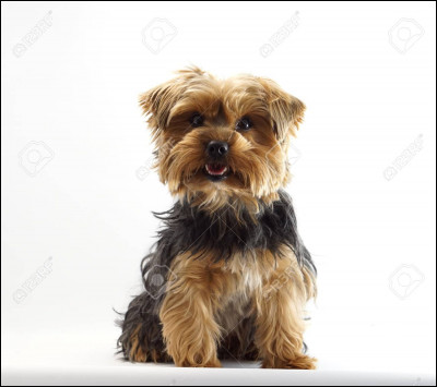 Quelle est cette race ?