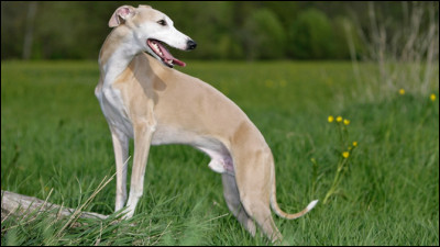 Quelle est cette race ?