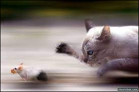 Quel est le nom du jeu de plein air où un "chat" essaie d'attraper des "souris" qui font leur possible pour ne pas l'être ?