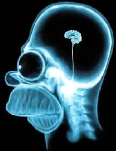 Laquelle de ces informations est fausse sur le cerveau ?