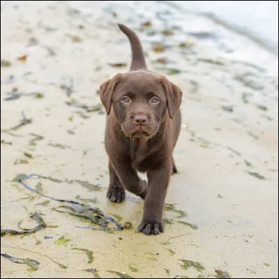 Quelle est cette race de chien ?
