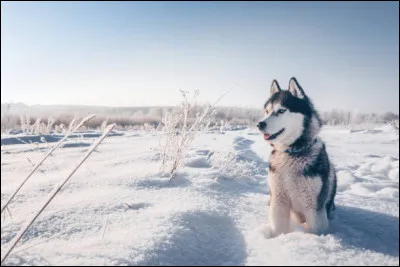 Quelle est cette race de chien ?