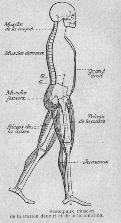 Que savez-vous du poids ?