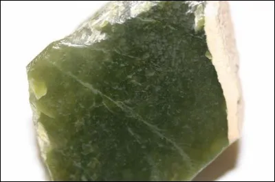 Le durisse est une espèce de...