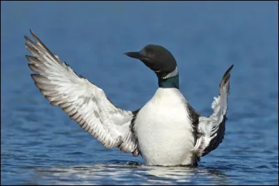 Dans la Rome antique, qu'était-ce qu'un urinateur ?
