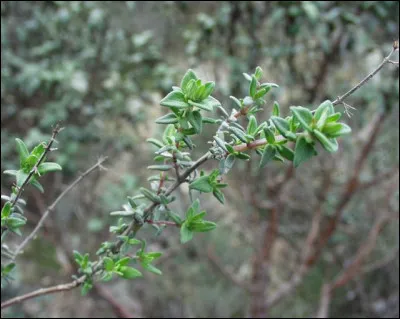 En alchimie, qu'était-ce que l'acazdir ?