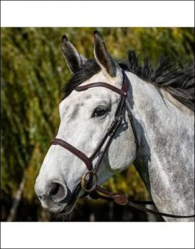 Ceci est une muserolle...