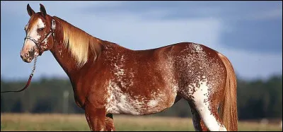 Quel est le nom de cette robe ?