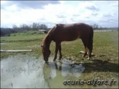 Combien de litres d'eau un cheval doit-il boire en une journée ?
