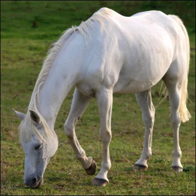Quel est le nom de la robe constituée de poils clairs, yeux foncés et peau claire ?
