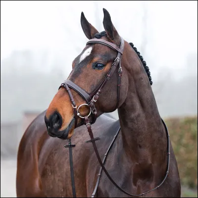 Quelle partie n'est pas dans le filet ?