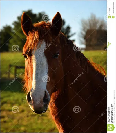 Quel est le nom d'une tache blanche sur le front d'un cheval ?