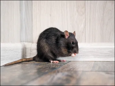 Comment s'appelle le rat de Ron ?