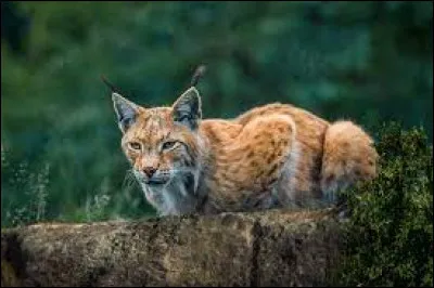 L : À quelle famille appartient le lynx ?