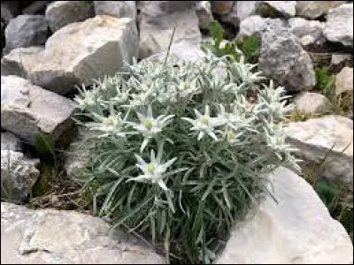 E : Où pousse la fleur Edelweiss aux pétales blanches ?