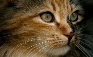 Quiz Felins