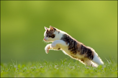Un chat peut sauter jusqu'à :