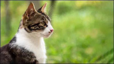 Quel est le trait de caractère principal du chat ?