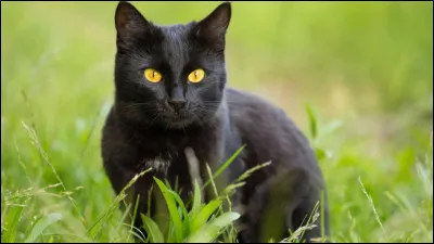 Combien de kilos pèse environ un chat adulte mâle ?