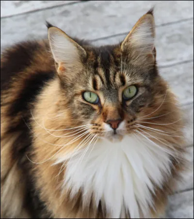 De quel pays est originaire le maine coon ?