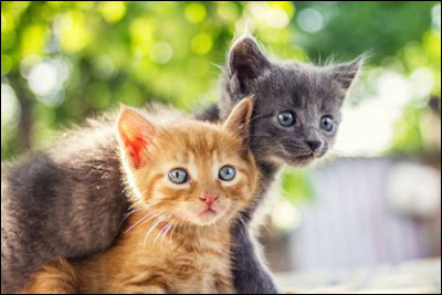 De quelle couleur sont les yeux des chatons lorsqu'ils naissent ?