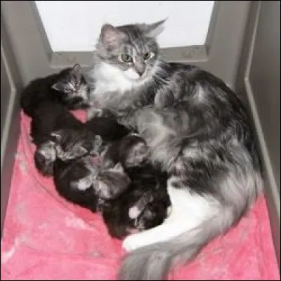 Combien de chatons compte une portée en moyenne ?