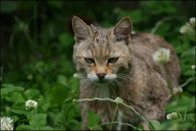 Pour finir, qu'est-ce qu'un chat haret ?