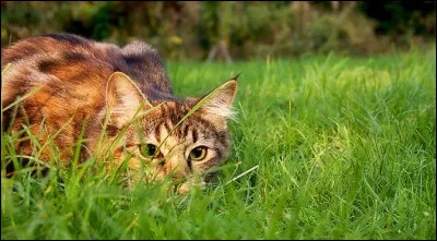 Le chat est...