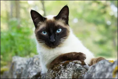 Combien de races de chat existe-t-il dans le monde ?