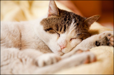 Combien de temps dort un chat en moyenne par jour ?